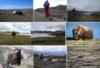 Vandretur ved Kangerlussuaq, Grønland Vandretur ved Kangerlussuaq, Grønland