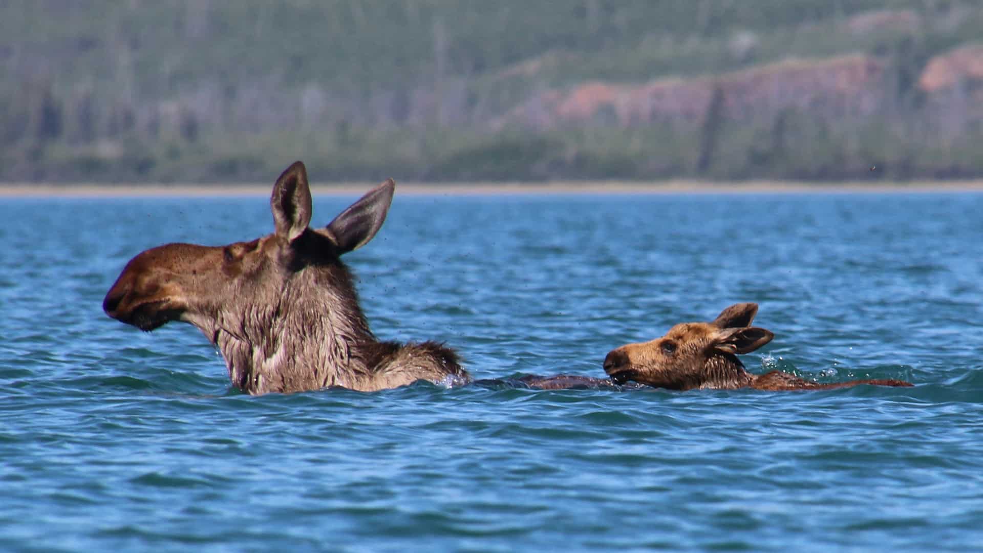 Yukon River, Eventyrlige Yukon, foredrag, Erik B. Jørgensen, elgko med kalv svømmer over en sø