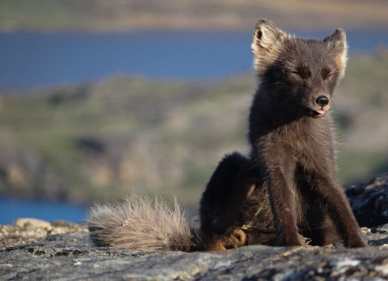 Vandretur på Arctic Circle Trail, Indlandsisen, Kangerlussuaq til Sisimiut, polarrævunge