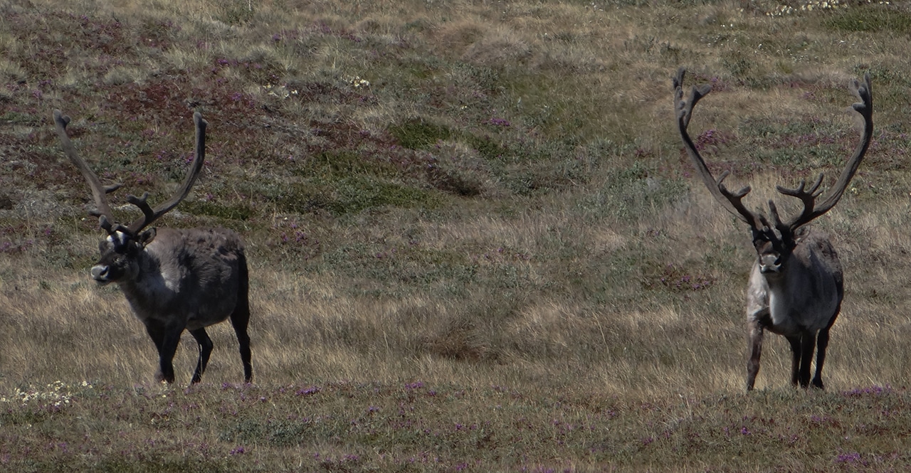 Vandretur på Arctic Circle Trail, Indlandsisen, Kangerlussuaq til Sisimiut, rener på vej forbi