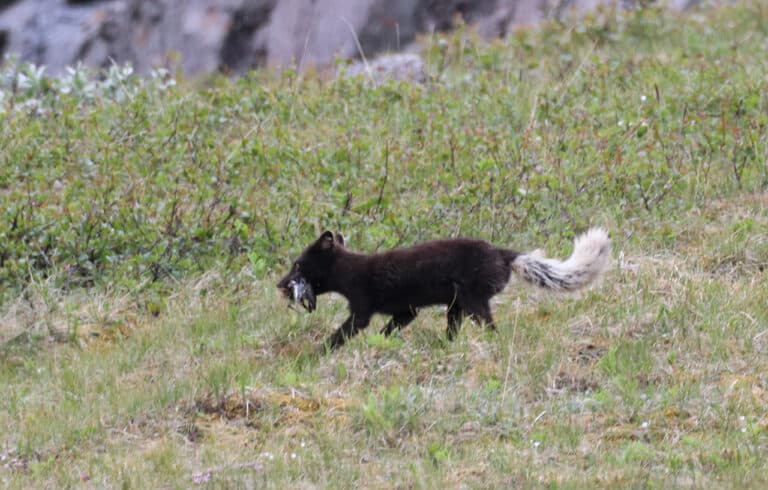 Isbjergssafari, Far og datter i Vildmarken, 45 dage i Grønland, polarræv med bytte