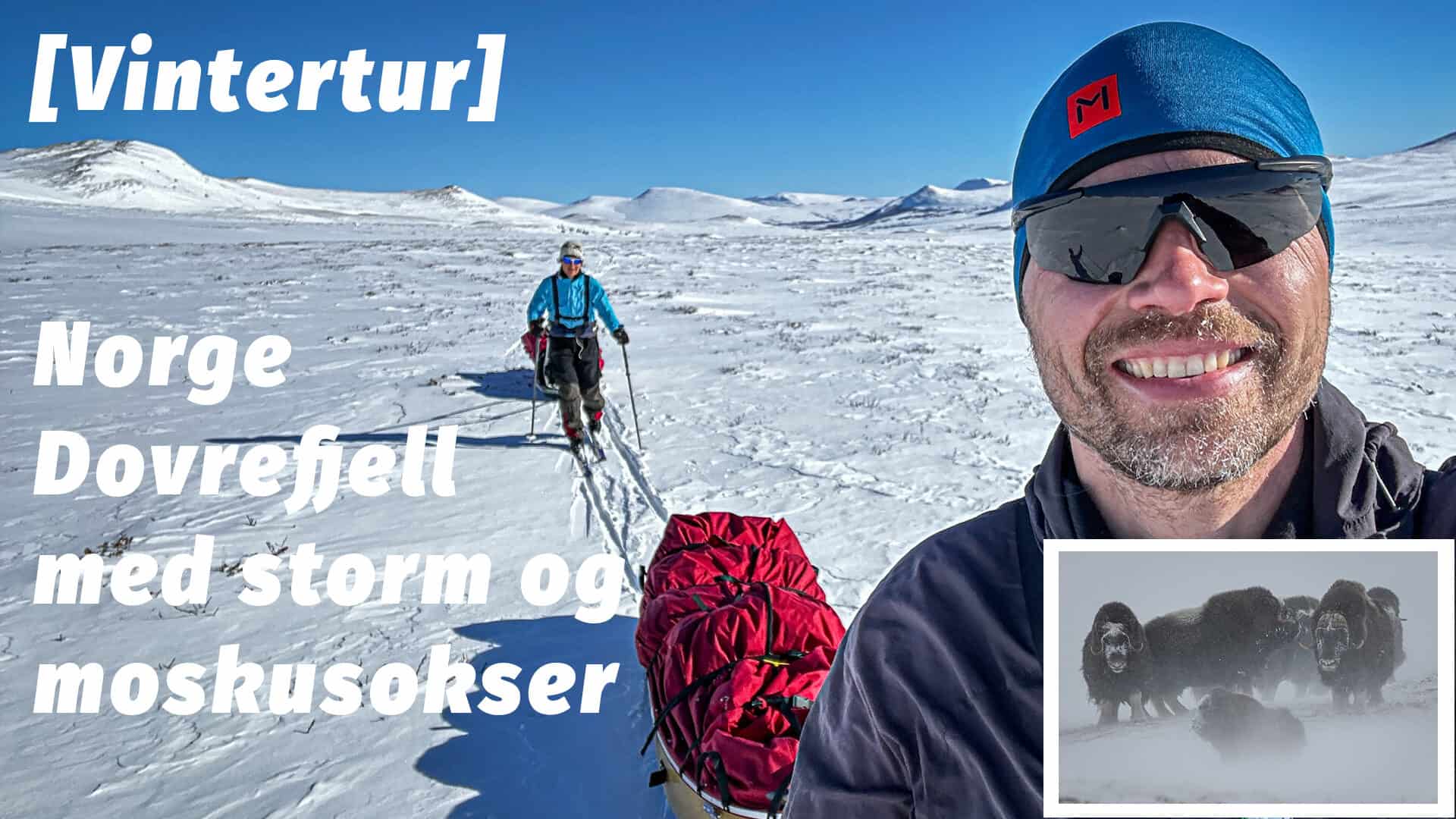 Dovrefjell, vintertur med storm og moskusokser, Norge [Mikroeventyr] (film)