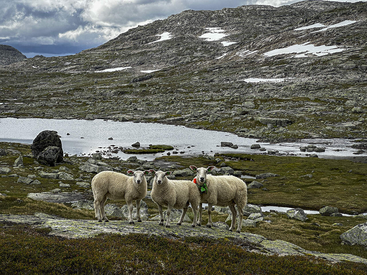 Hardangervidda, Norge, fårene bruges til afgræsning