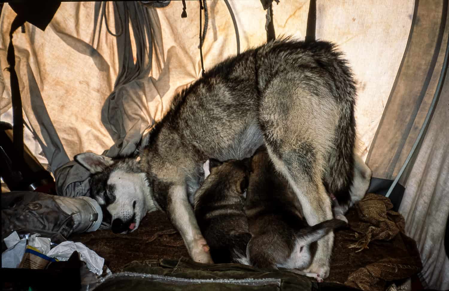 Årets gang ved Slædepatruljen Sirius - Erik B. Jørgensen - Hundene, Lara giver mælk til sin hvalpe og sover