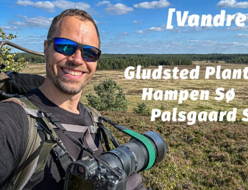 Vandretur ved Gludsted Plantage og Hampen Sø, Palsgaard Skov [Mikroeventyr] (film)