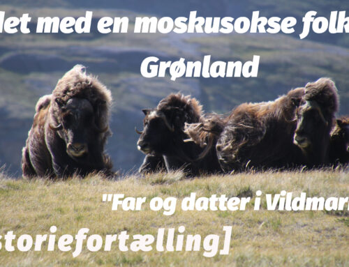 Mødet med en moskusokse flok i Grønland, Far og datter i Vildmarken [Historiefortælling] (film)