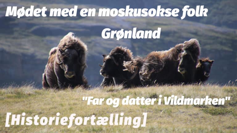 Mødet med en moskusokse folk i Grønland, Far og datter i Vildmarken [Historiefortælling] af eventyrer Erik B. Jørgensen