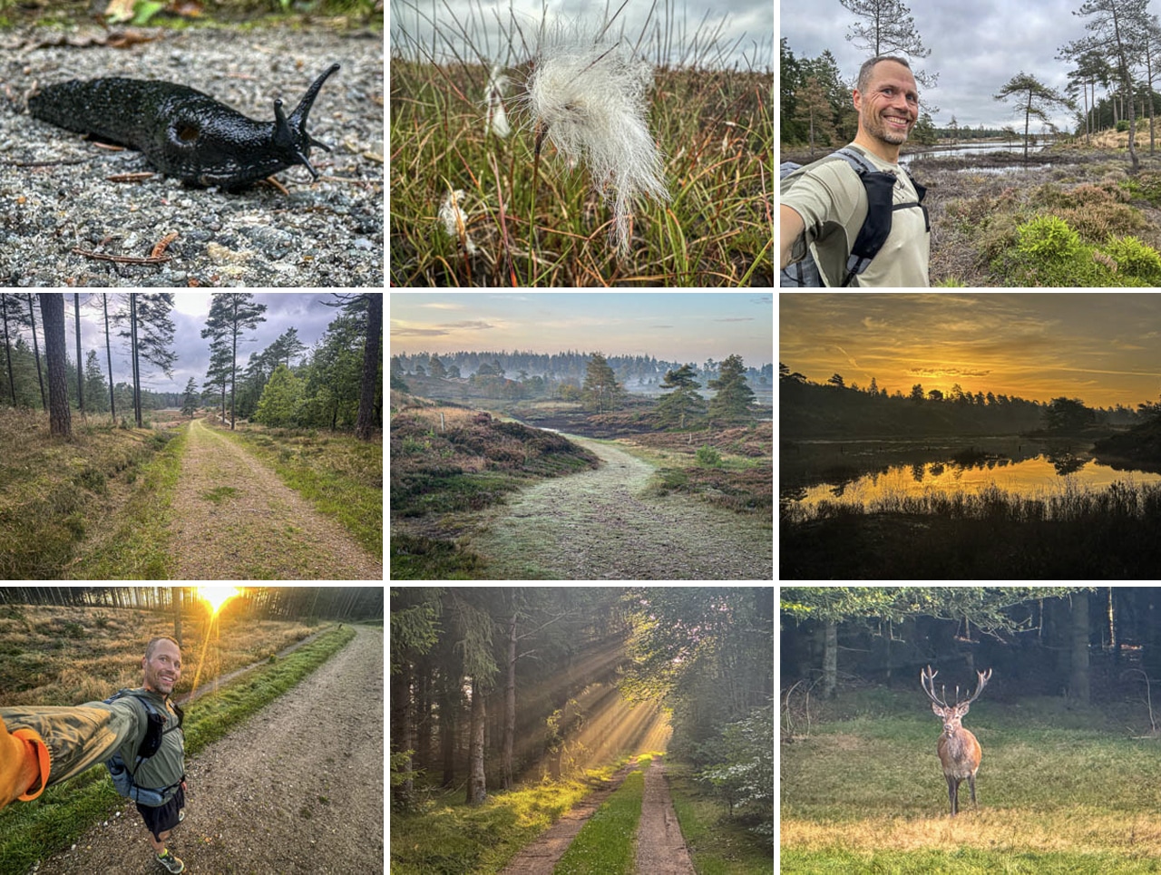 Løbe mikroeventyr, Bindeballe, Randbøl Hede, Frederikshåb Plantage [Mikroeventyr] Collage fra løbeturen, Erik B. Jørgensen