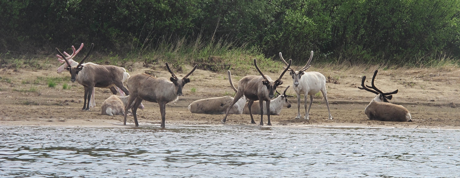 En for alle, alle for en [Motivation] Rener tager sol og ligger på strande, "Far og datter i Vildmarken, 45 dage i kano, Finland", Erik B. Jørgensen