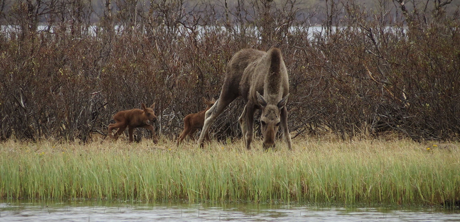 Kanoture i Sverige [oversigt] Elgko med to helt små kalve, Kalixälven, Erik B. Jørgensen