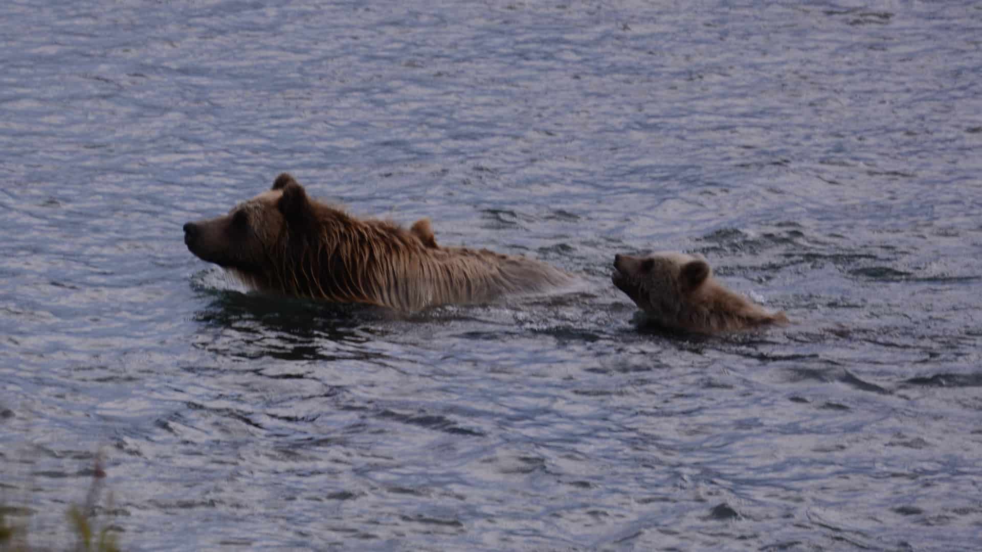 Alaska på tværs, foredrag, Erik B. Jørgensen, Grizzlybjørnmor med unge i floden