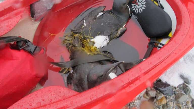 Billede af to lomvie, der er vinklet ind i et fiskenet, ligger i en kajak, til: Dyrenes ven eller mad? [Historiefortælling]