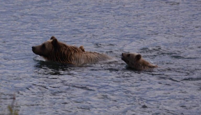 Historiefortaelling Det store plask Grizzlybjoern påaavej - [Historiefortælling] Det store plask, Grizzlybjørn på vej! 3