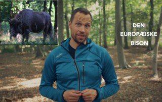 Erik B. Jørgensen står i skoven og fortæller [Historiefortælling] Mødet med en bisonflok på Bornholm