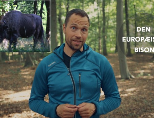[Historiefortælling] Mødet med en bisonflok på Bornholm