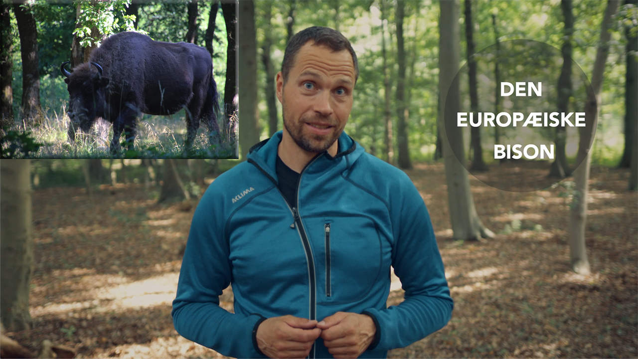 Erik B. Jørgensen står i skoven og fortæller [Historiefortælling] Mødet med en bisonflok på Bornholm