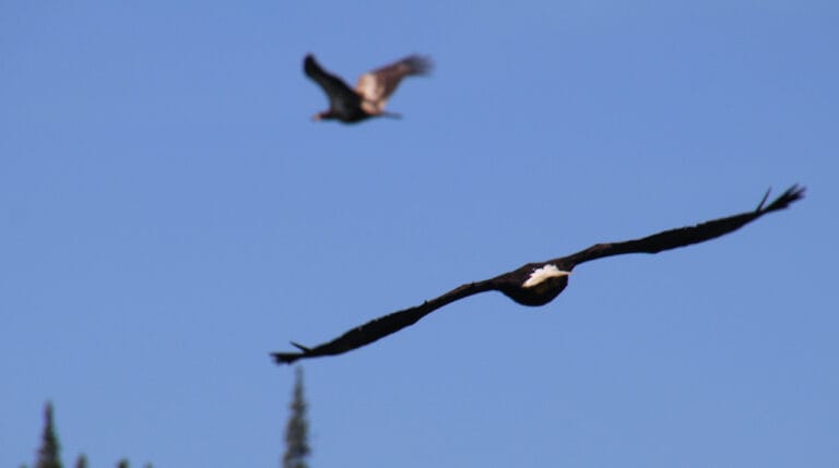 Havørne i luften over Yukon River til: Historien om en ørnekamp [Historiefortælling]