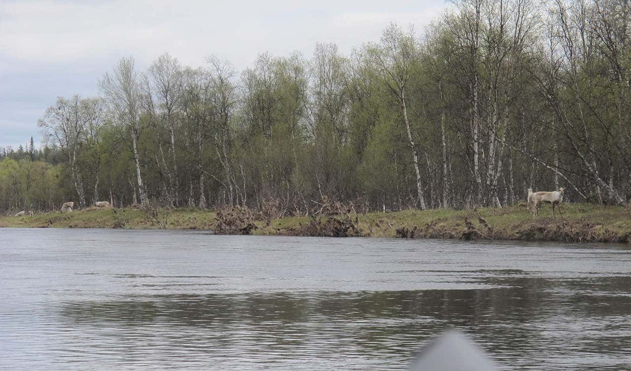 Hyggelig dag, Far og datter i Vildmarken, 45 dage i kano, Finland, Finland