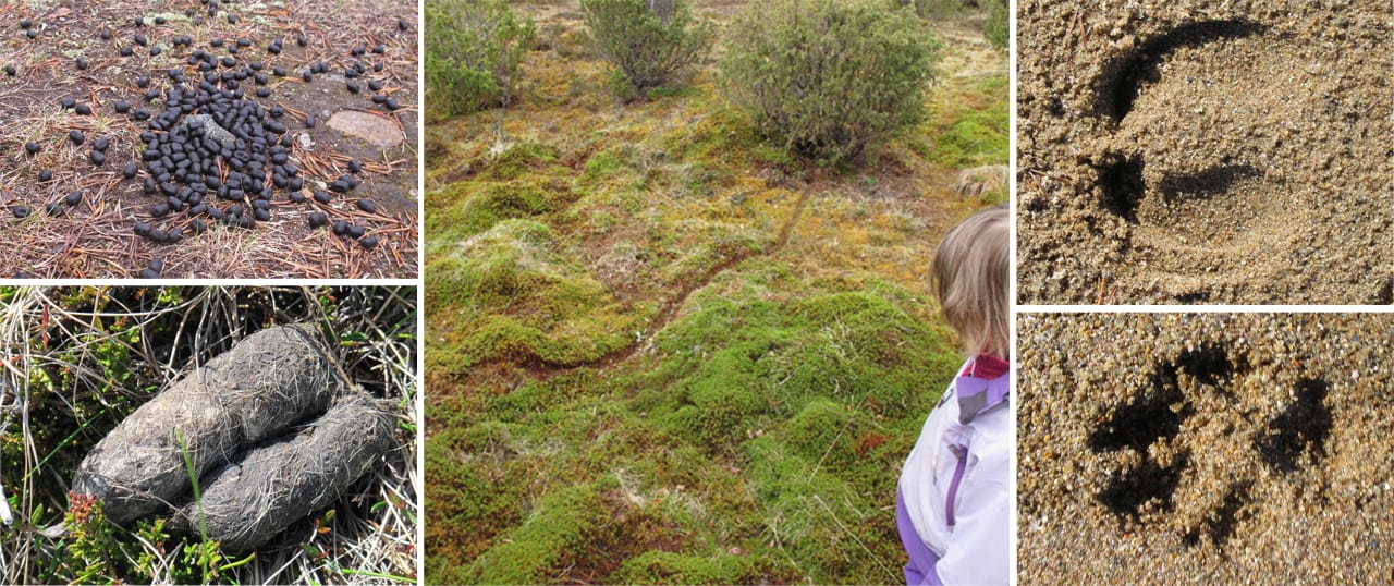 Billeder af spor og lort i naturen, hvor Erik B. Jørgensen leger Gæt en lort med sin datter Karen