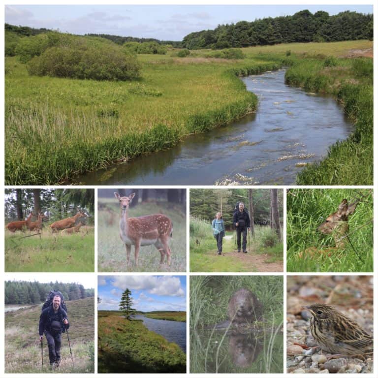 Klosterheden og Ulfborg (Stråsø Plantage) vandretur. Under "Far og datter i Vildmarken, 45 dage i Danmark" stemningsbilleder