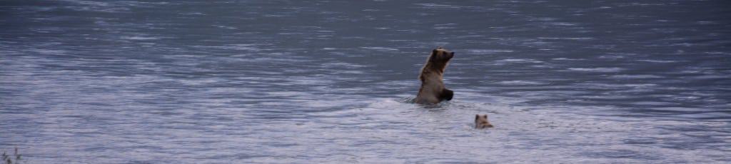 Grizzlybjørn, bjørneunge, Noatak River