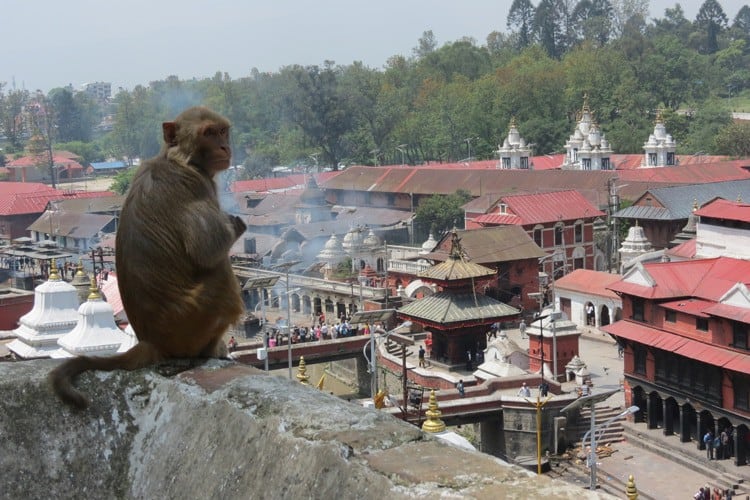 Kathmandu, Pashupatinath Tempelkompleks, overvåget af de hellige aber