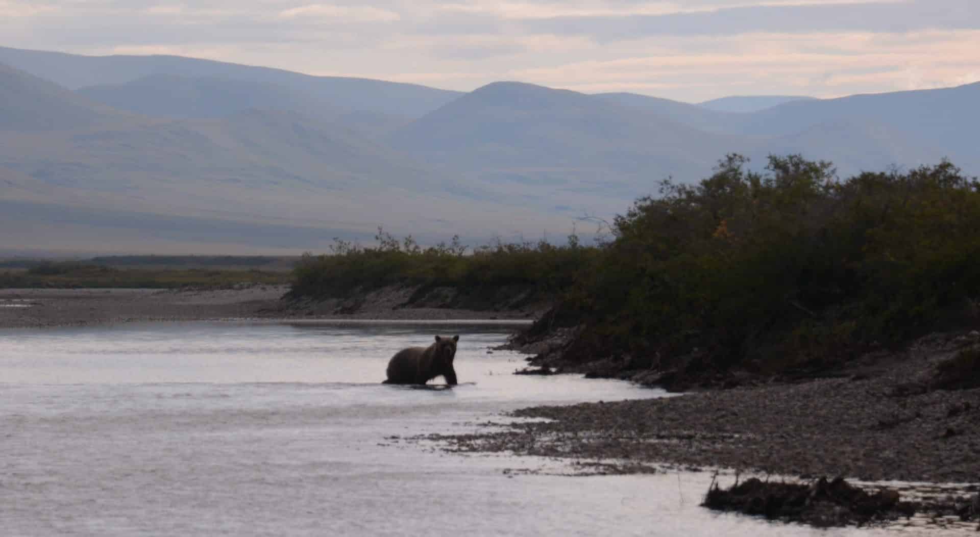 Grizzlybjørn, svømmer, Noatak River