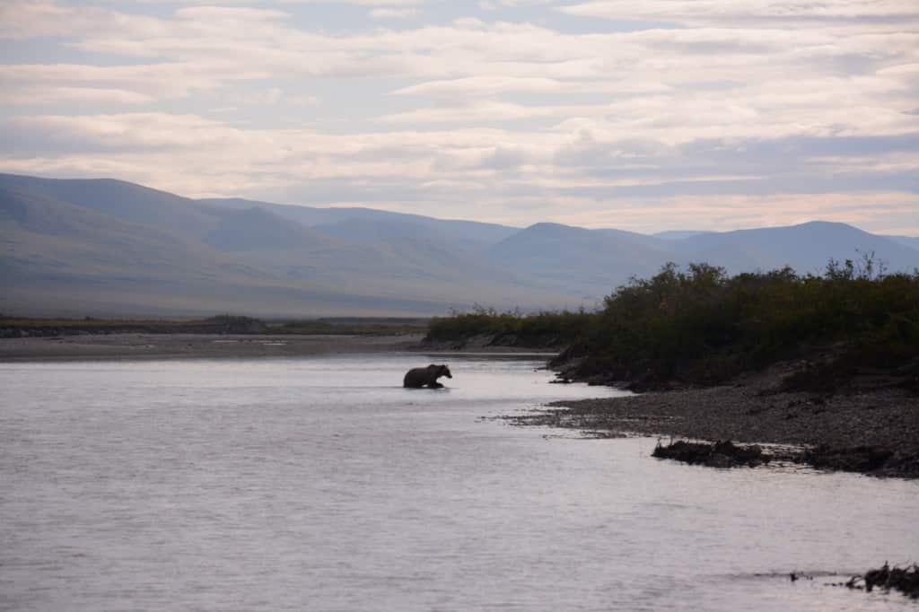 Grizzlybjørn, Noatak River