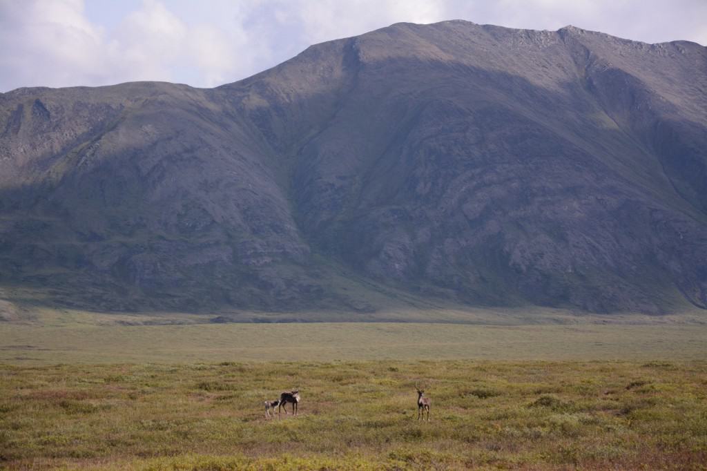 Ren, kalv, landskab, Alaska