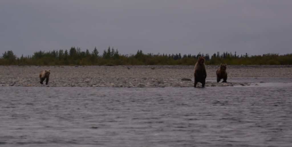Grizzlybjørn, unge, Alaska