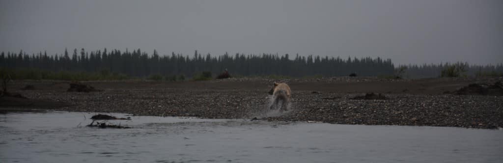 Grizzlybjørn, Alaska