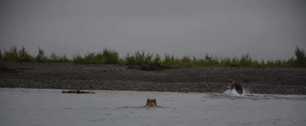 Grizzlybjørn, svømmer, Noatak River