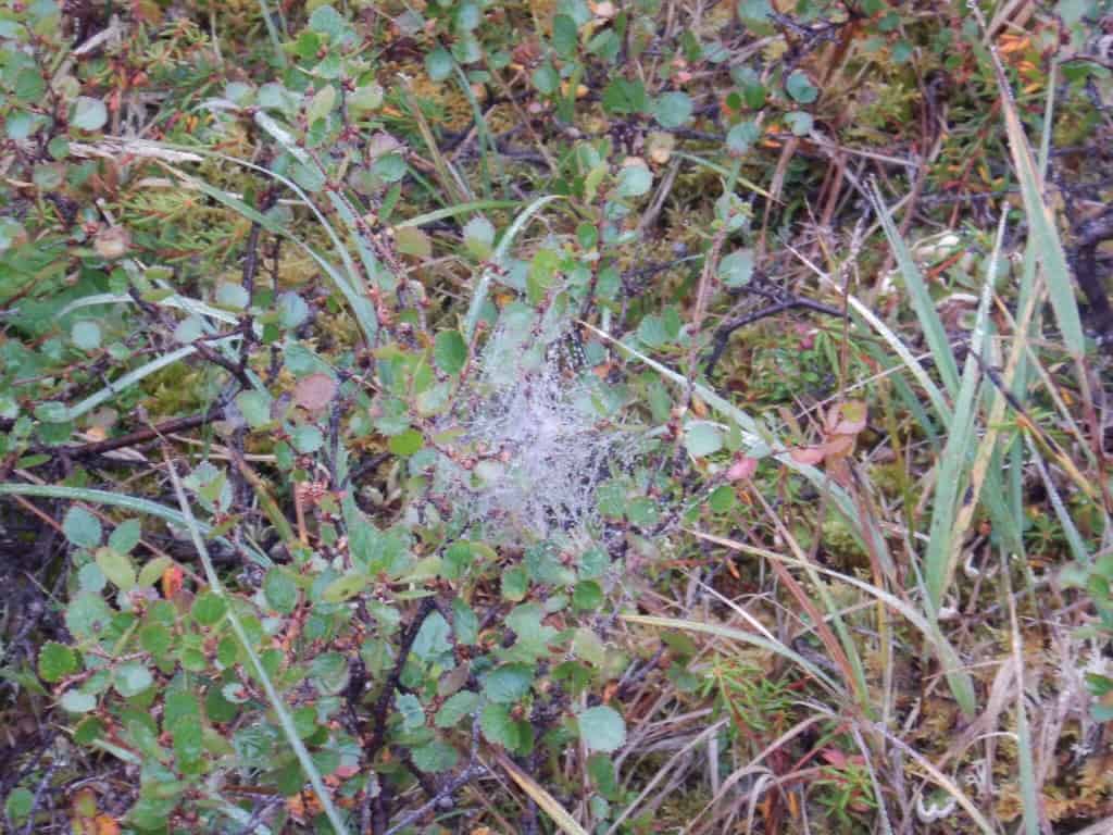 Spindelvæv, tåge, Alaska